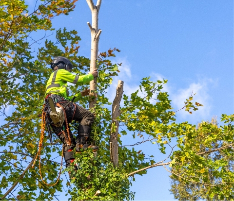 TREE REMOVAL